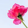 Rose mit Blick von unten von Denny Gruner
