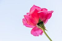 Rose avec vue d'en bas