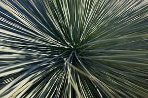 Close-up van Xanthorrhoea plant van Bart van Wijk Grobben