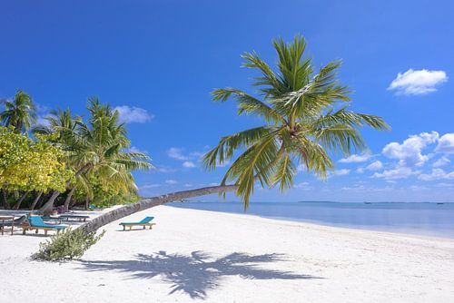 Plage de palmiers Maldives