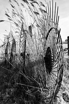 Ameland in Schwarz und Weiß