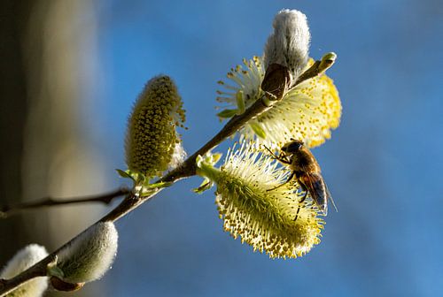Douceur bourdonnante