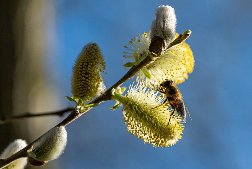 Buzzing Sweetness by Captured Moments