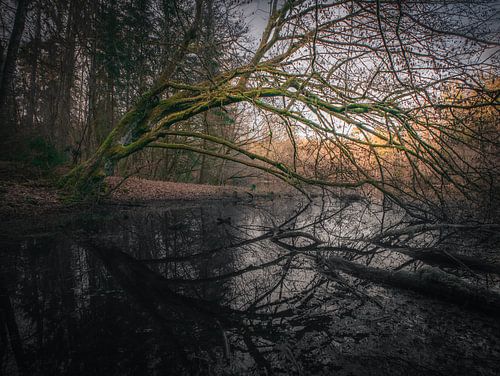 Vijver met mystieke boom