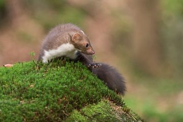 Beech Marten / Stone Marten ( Martes foina ) turning around on a moss cushion in an autumnal coloure sur wunderbare Erde