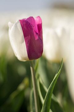 Zweifarbige Tulpe von Charlene van Koesveld