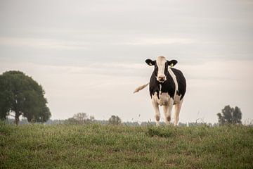 Kuh auf dem Deich in der Overijsseler Landschaft mit Deich von Jacoline van Dijk