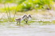 Vogels | Jonge kluutjes - Friesland van Servan Ott thumbnail