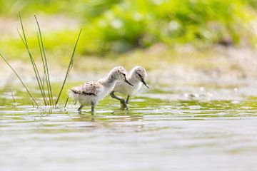 Vogels | Jonge kluutjes - Friesland van Servan Ott