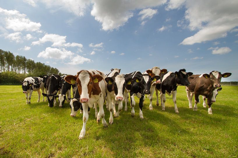 Vaches dans la prairie par Menno Schaefer