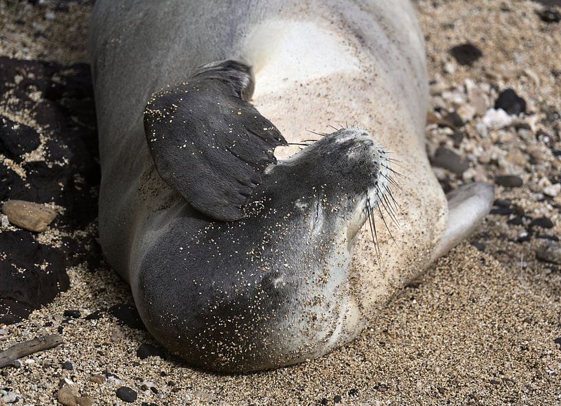 Zeehond en middagdut. van Unieke natuurfoto's