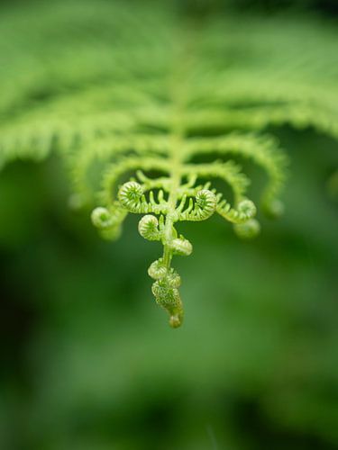 Een varen blad met kleine nieuwe opgerolde blaadjes in frankrijk - lente groen natuur en reisfotografie.