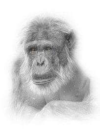 Oude chimpansee / Highkey foto van Ron Meijer Photo-Art
