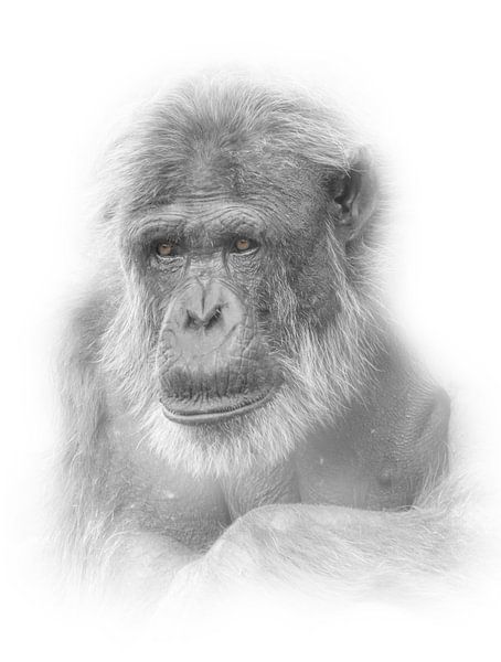 Oude chimpansee / Highkey foto van Ron Meijer Photo-Art