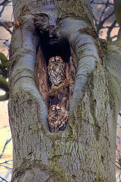 Waldkauzpaar in hohlem Baum