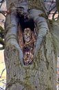 Tawny owl couple in a hollow tree by Michelle Peeters thumbnail