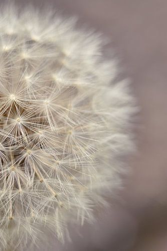 Close up dandelion fluff by Shutterbalance