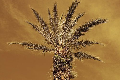 Goldene Palme I
