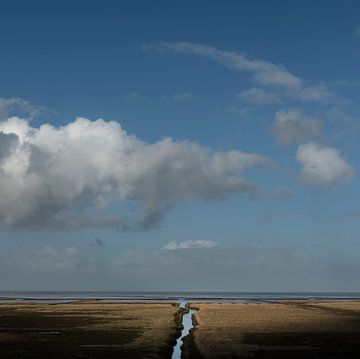 Kwelder in Noord-Groningen (vierkante versie)