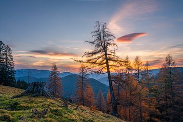 Berglandschaft "Sonnenuntergang mit Lärche" von Coen Weesjes