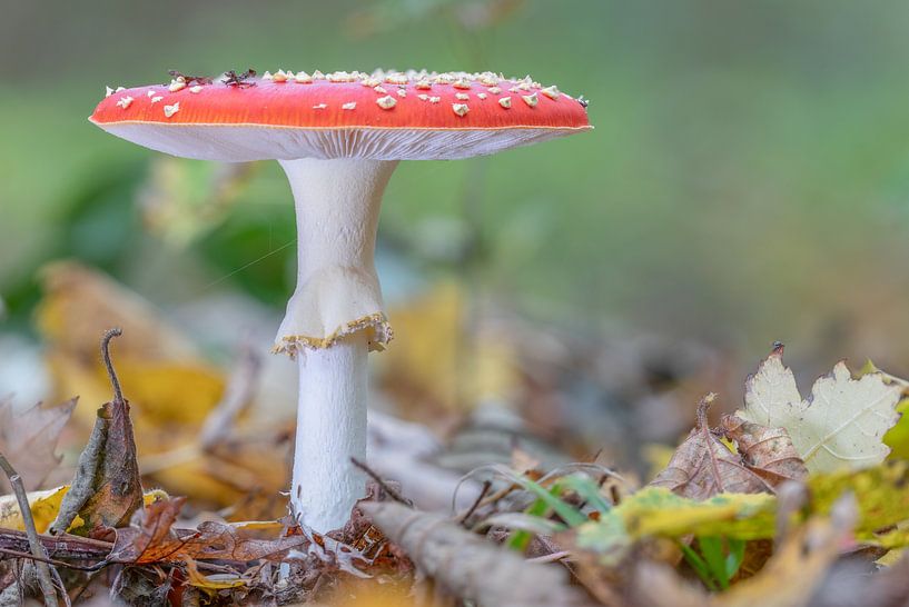 L'agaric moucheté dans la forêt de Raspaille par Sven Scraeyen
