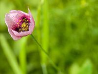 Papaveraceae (Poppy)