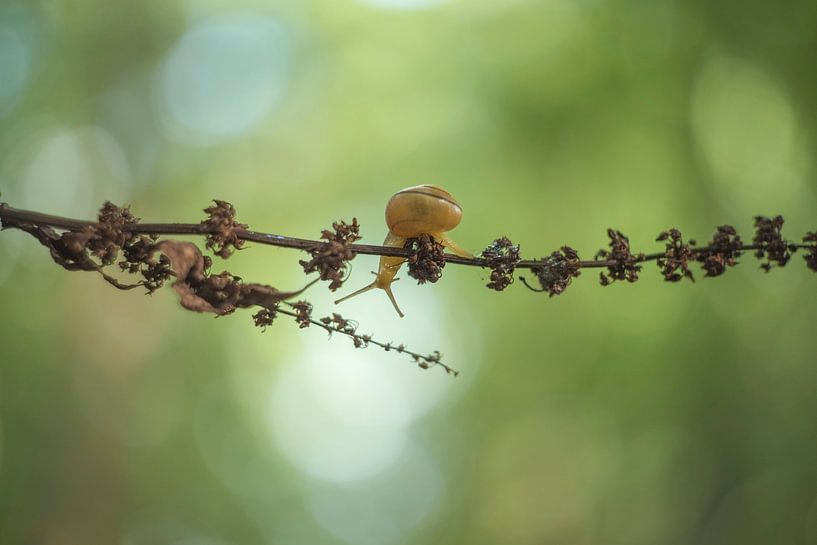 Snail dit bonjour. par Francis Dost