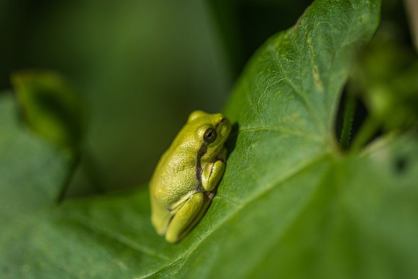 fauna by Bart Liesenborgs