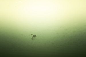 Grèbe dans le brouillard