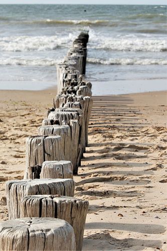 Palen op het strand