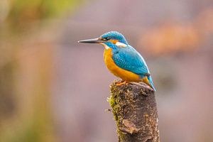 Eisvogel im Regen