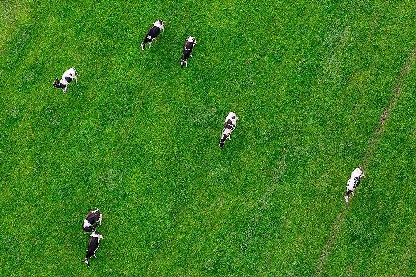 Cows in the meadow by Gijs de Kruijf