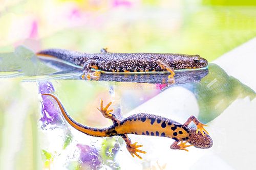 Triton crêté sur Michelle Peeters
