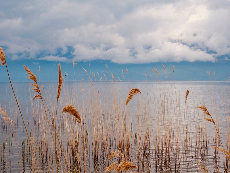 Schilfrohrfahnen im Wasser von Judith van Wijk