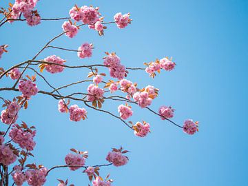 Blüte von Maaike Munniksma