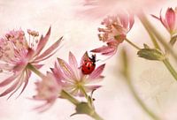 Marienkäfer und rosa Blumen