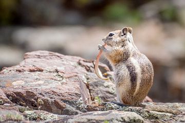 Eekhoorn , Squirrel by Lidia Berkers