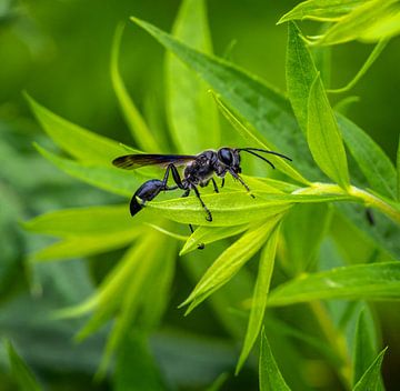 Macro van een zwarte graafwesp van ManfredFotos