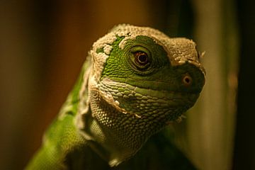 lézard vert sur Larsphotografie