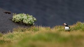 Puffin on the Westman Islands by Anges van der Logt