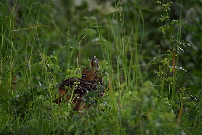 Jong reekalf van NatureBliss