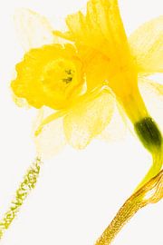 Daffodils in ice 2 by Marc Heiligenstein