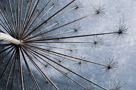 Bärenkralle als Kunstwerk von Clazien Boot