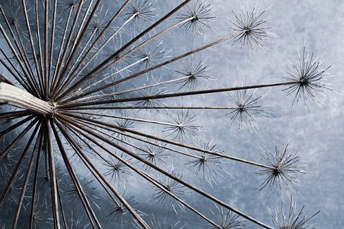 Berenklauw als kunst