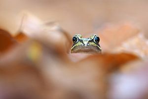 Peekaboo sur Astrid Brouwers