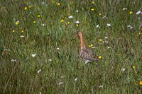 Black-tailed godwit
