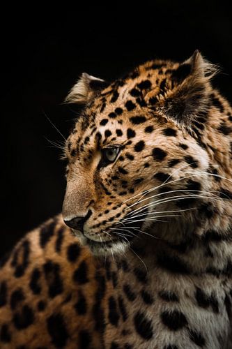 Das Seitenprofil eines Amurleoparden