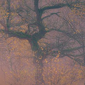 Stimmungsvoller Morgen im Herbstwald von jowan iven