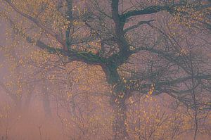 Stimmungsvoller Morgen im Herbstwald