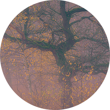 Sfeervolle ochtend in het herfstbos